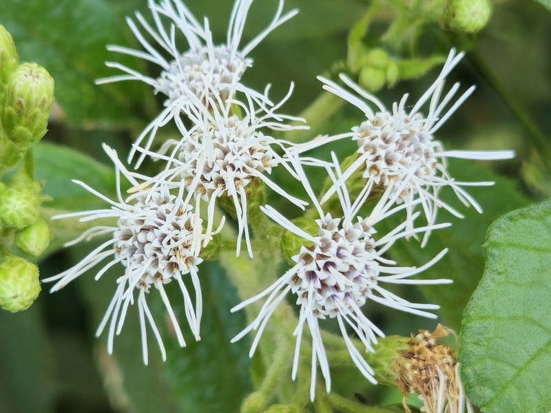 Neocabreria malachophylla