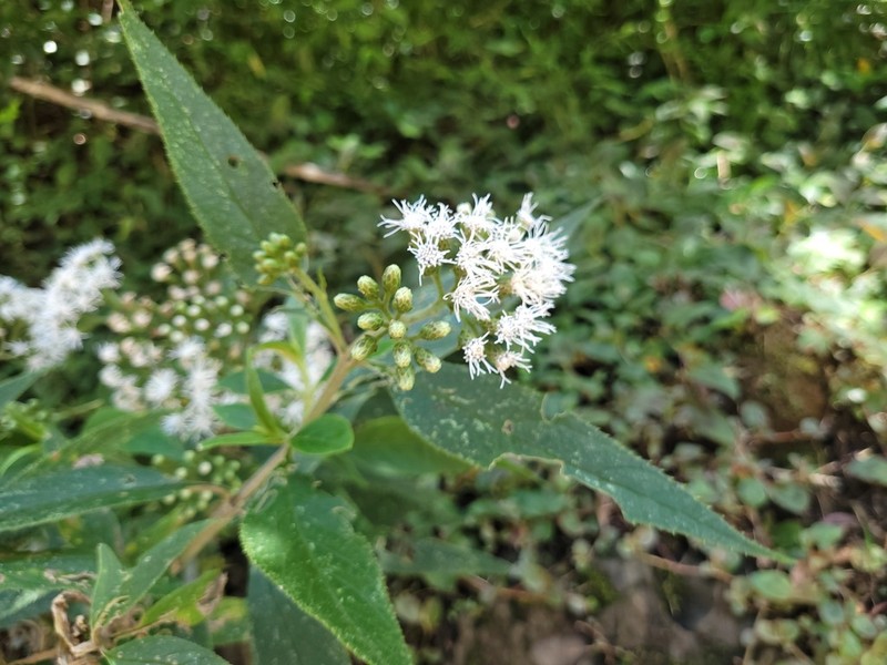 Neocabreria malachophylla photo 2