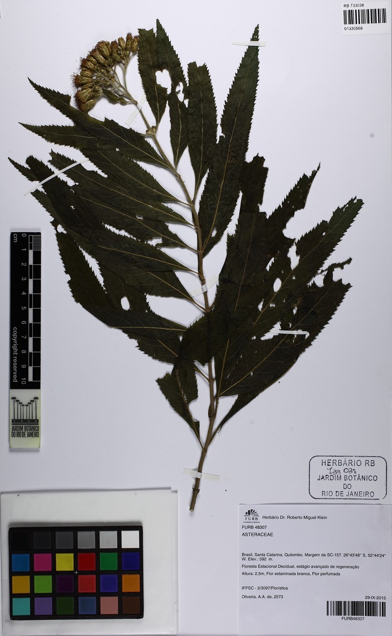 Neocabreria malachophylla photo 3