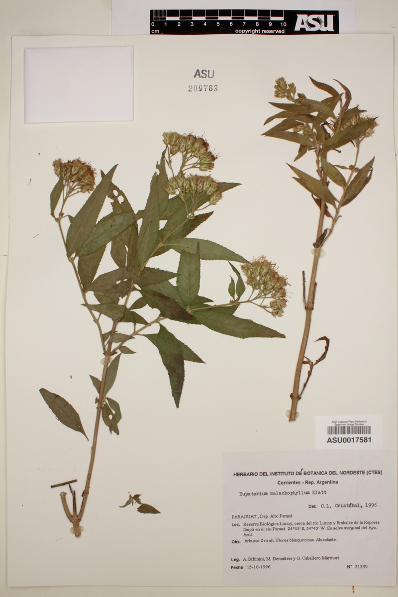 Neocabreria malachophylla photo 4
