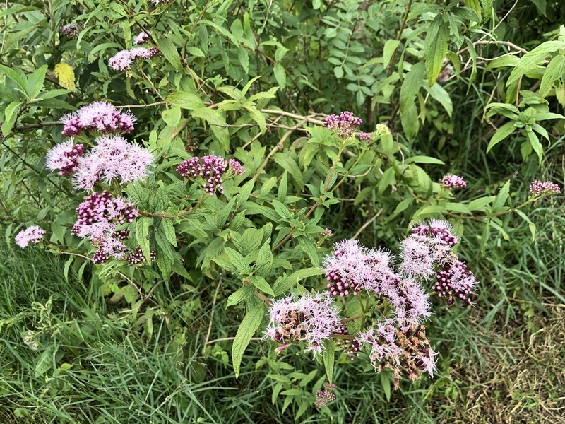 Neocabreria serrulata