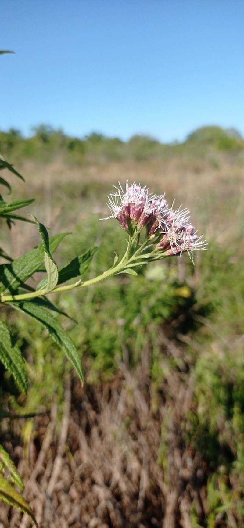 Neocabreria serrulata photo 2