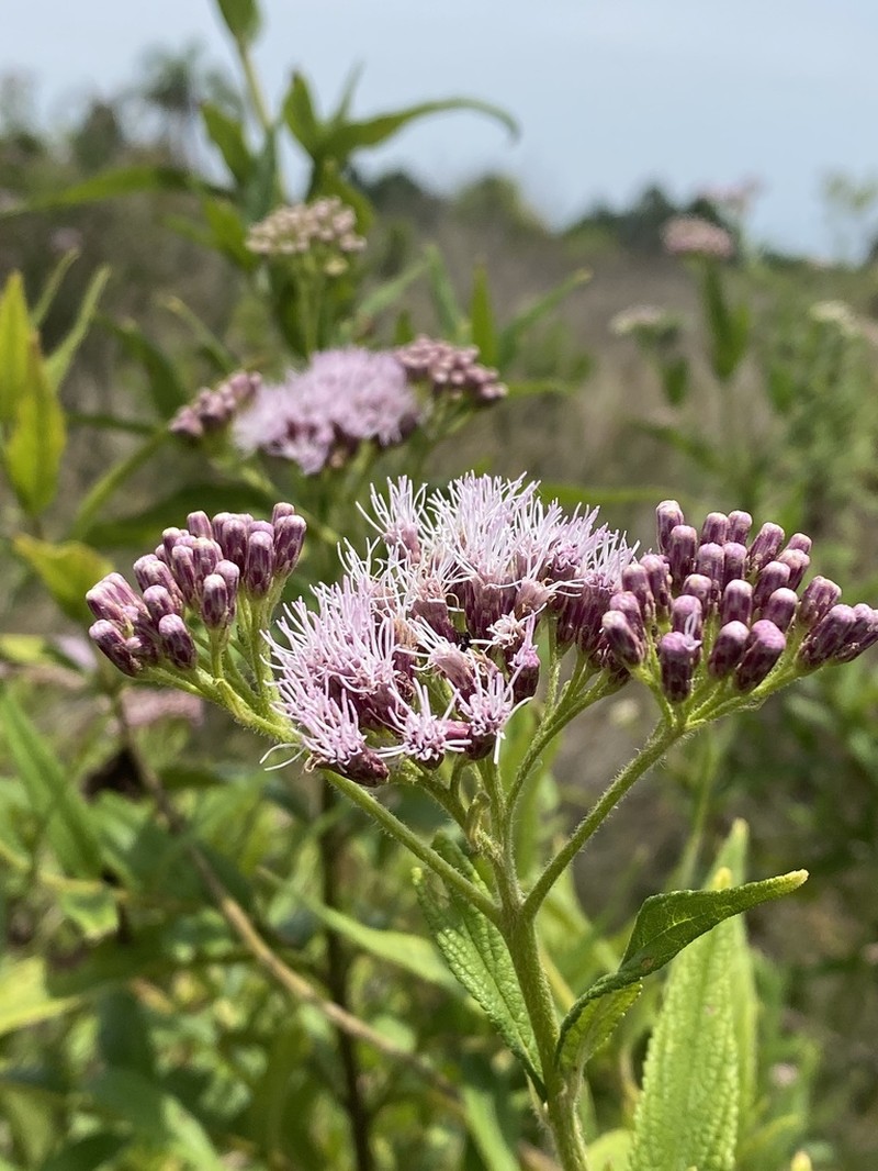 Neocabreria serrulata photo 3