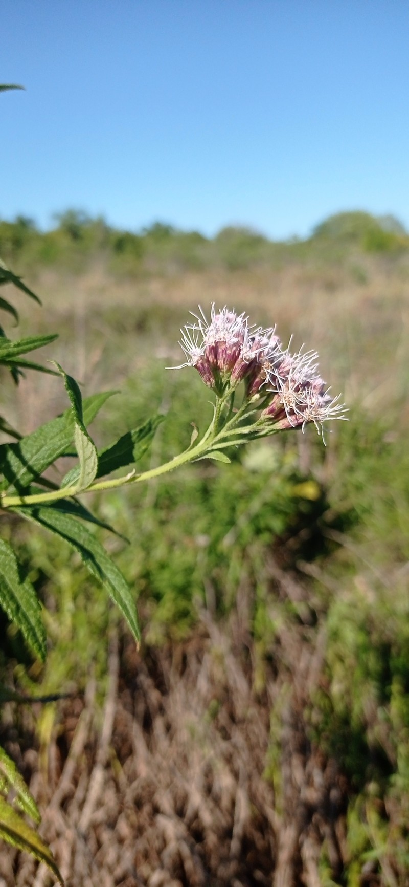 Neocabreria serrulata photo 5