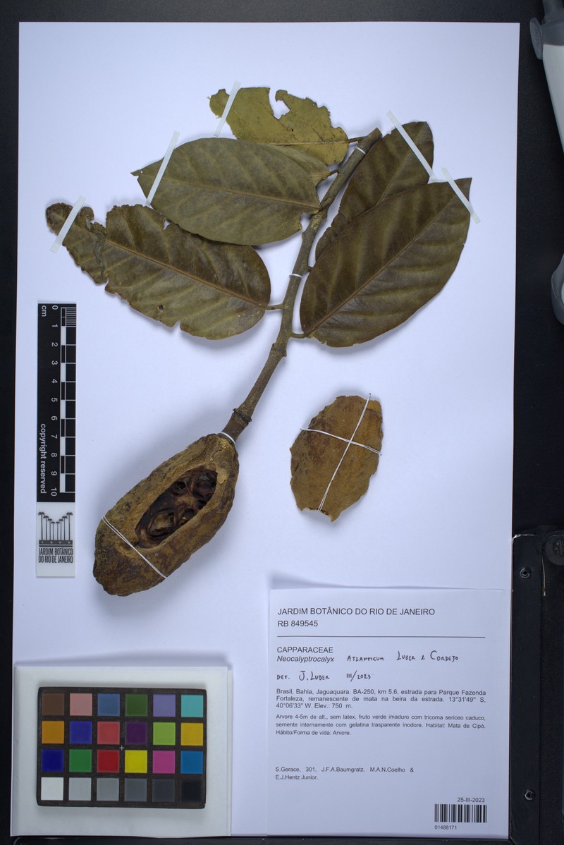 Neocalyptrocalyx atlanticus