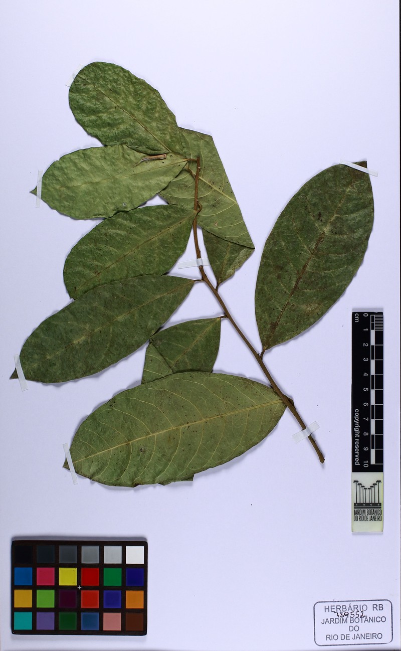 Neocalyptrocalyx atlanticus photo 2