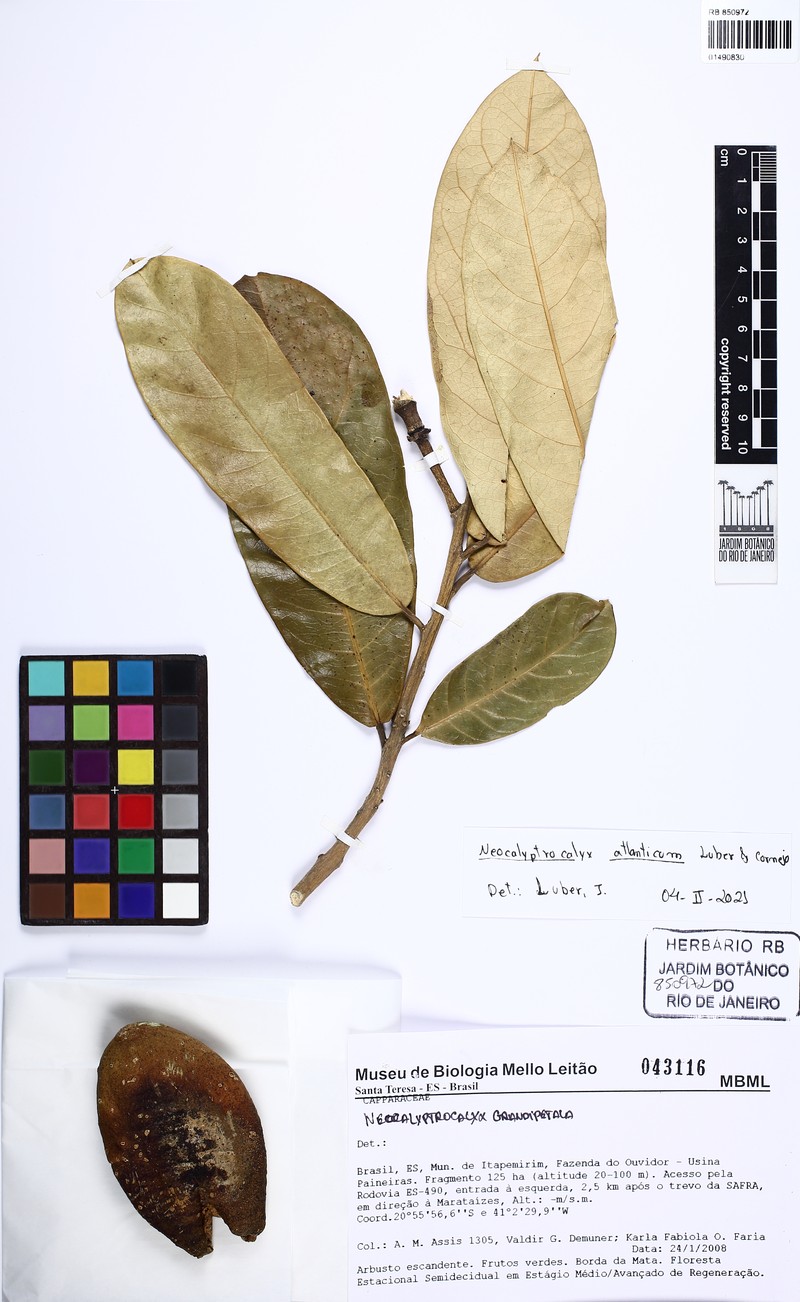 Neocalyptrocalyx atlanticus photo 3