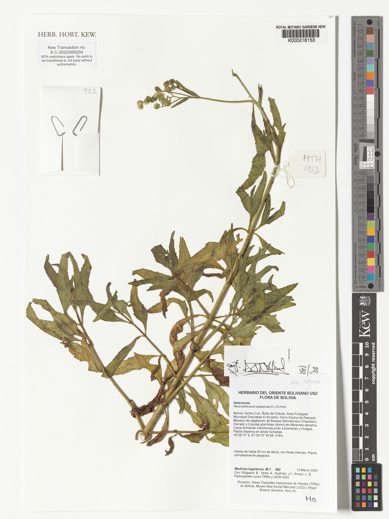 Neocuatrecasia epapposa