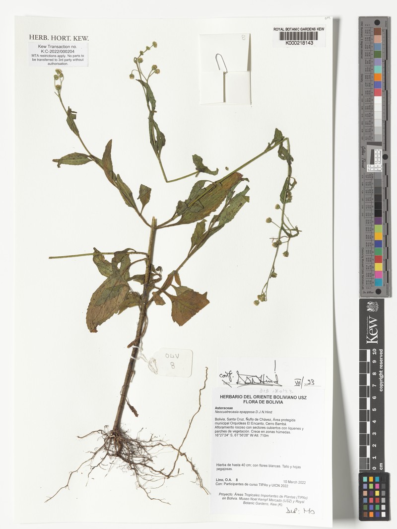 Neocuatrecasia epapposa photo 2