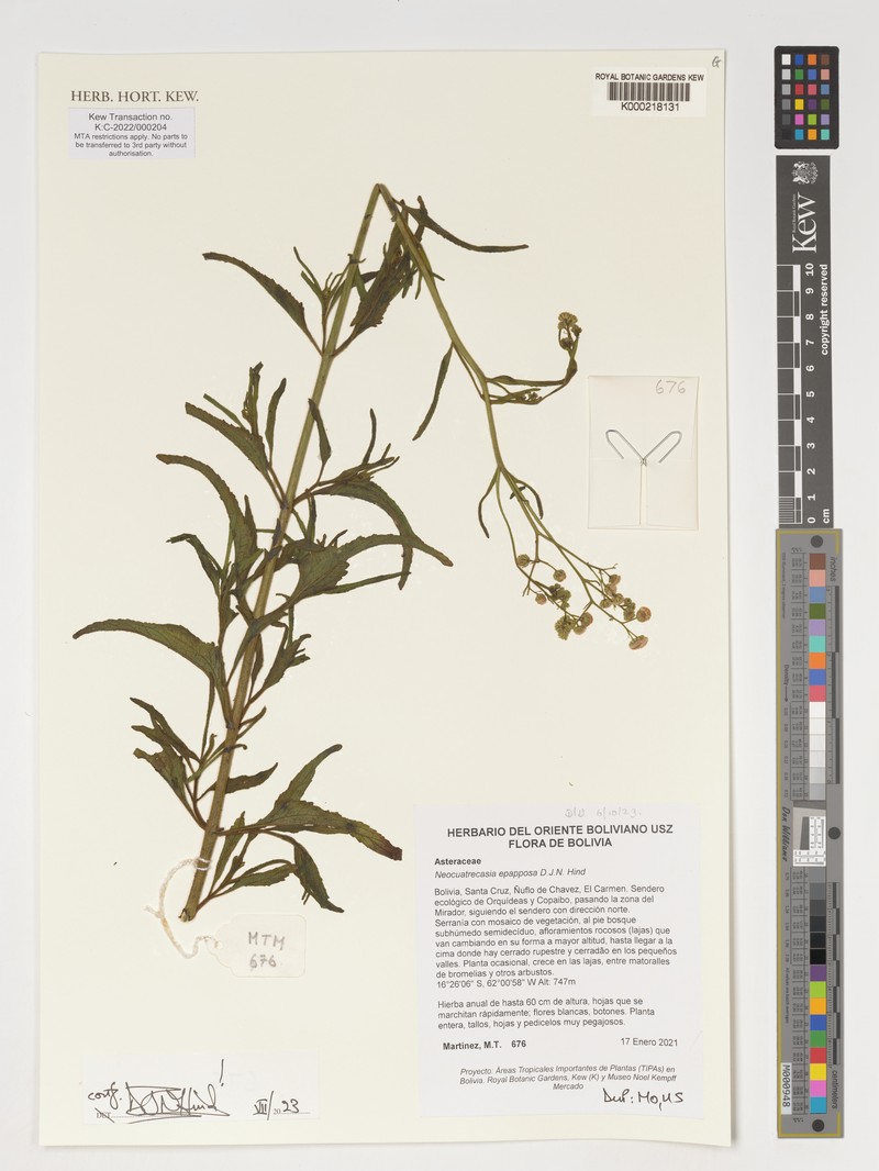 Neocuatrecasia epapposa photo 3