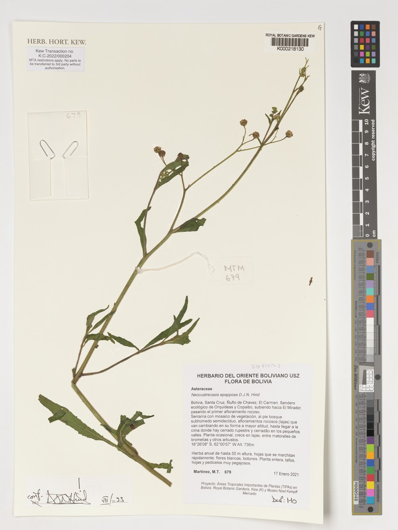 Neocuatrecasia epapposa photo 4