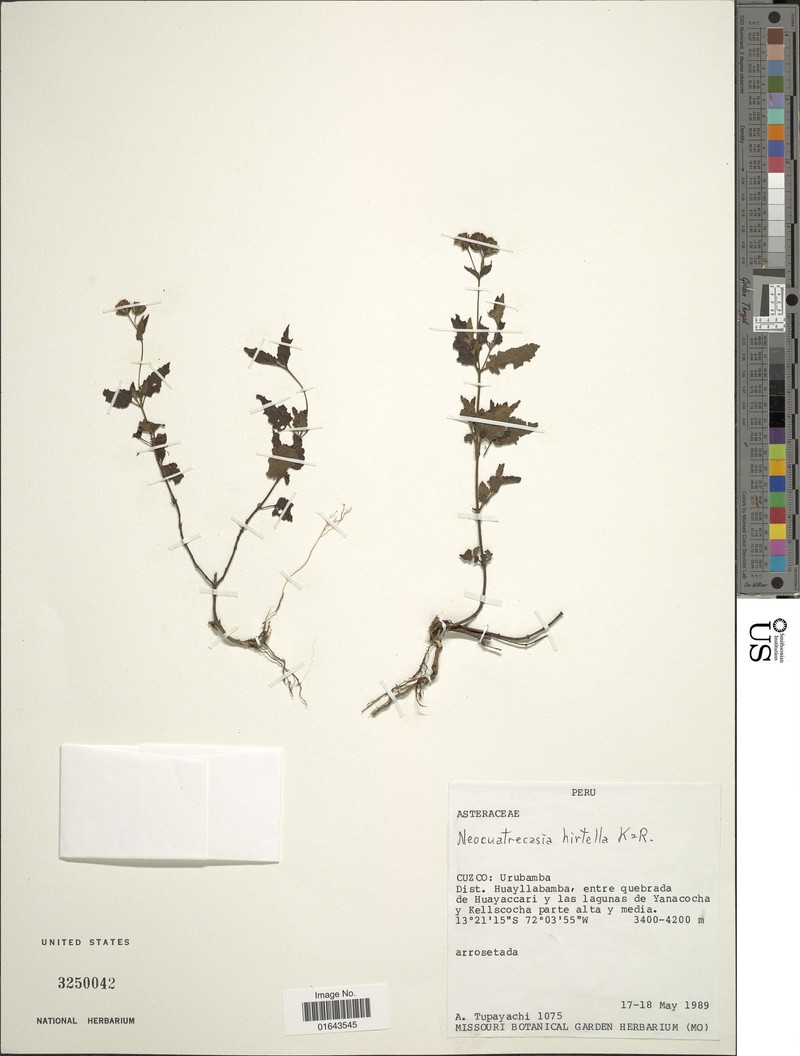 Neocuatrecasia hirtella