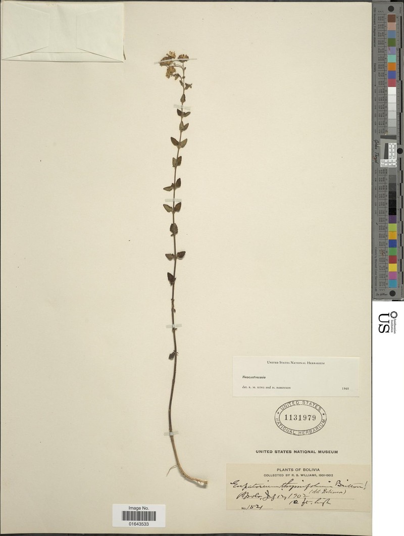 Neocuatrecasia thymifolia