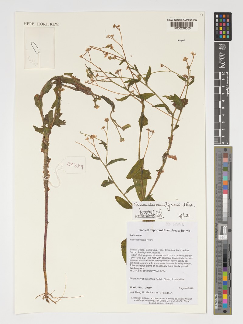 Neocuatrecasia tysonii
