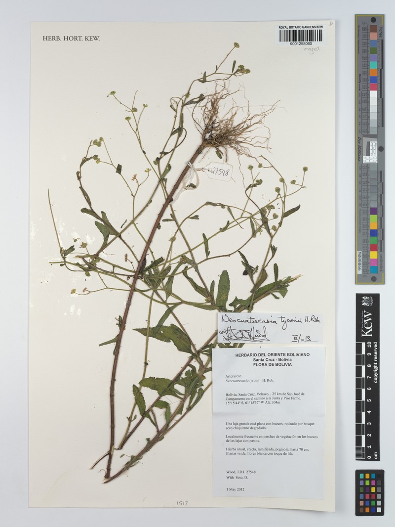 Neocuatrecasia tysonii photo 2