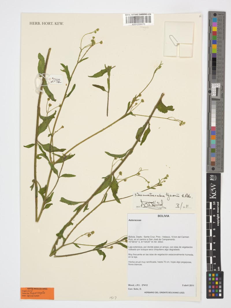 Neocuatrecasia tysonii photo 3