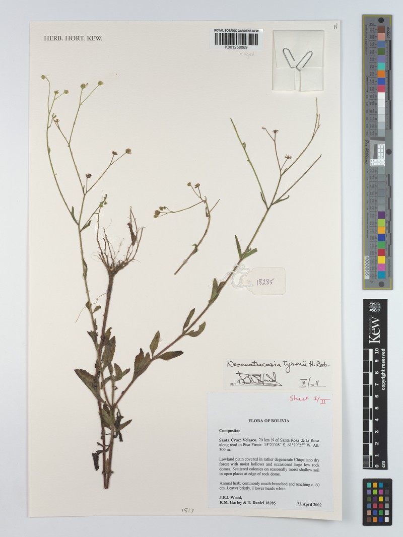 Neocuatrecasia tysonii photo 4