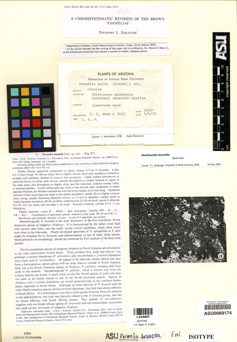 Neofuscelia Lichen photo 2