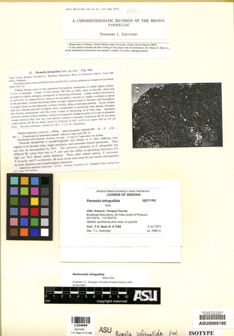 Neofuscelia Lichen photo 2