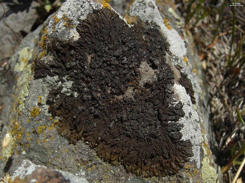 Neofuscelia Lichen