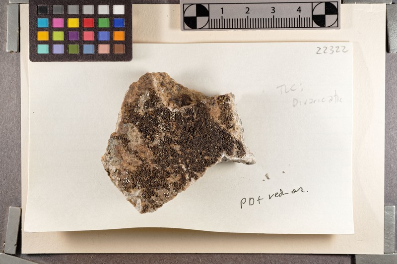 Western Neofuscelia Lichen