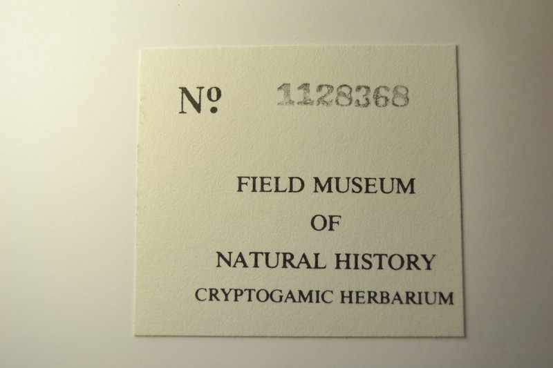 Neofuscelia Lichen