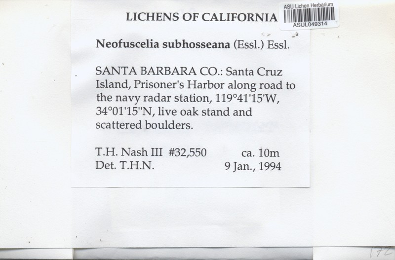 Neofuscelia Lichen photo 3