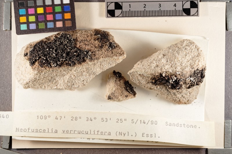 Neofuscelia Lichen