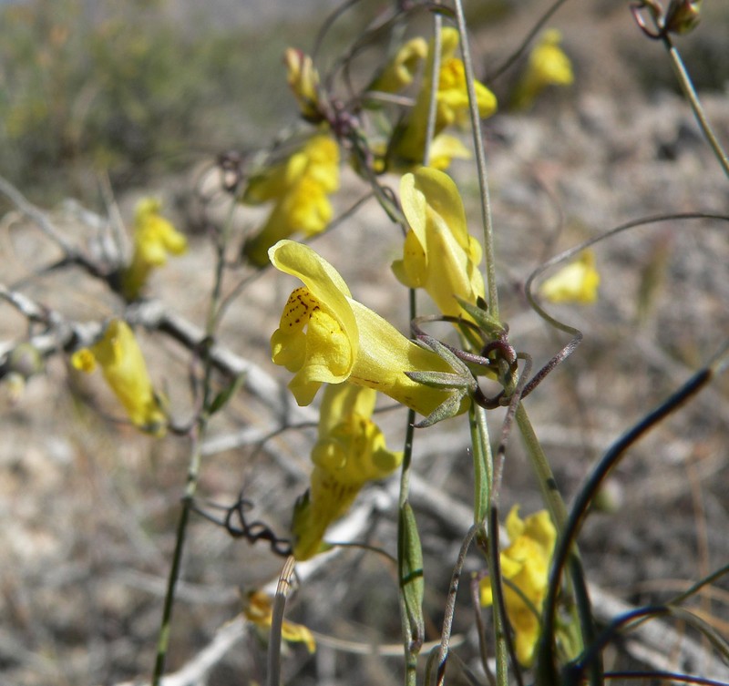Yellow Twining Snapdragon photo 2