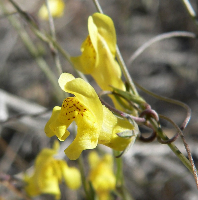 Yellow Twining Snapdragon photo 3
