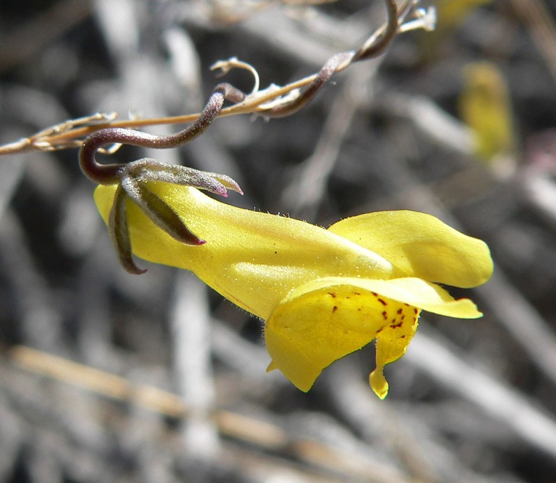 Yellow Twining Snapdragon