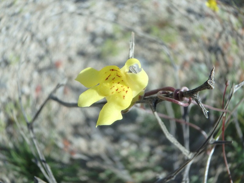 Yellow Twining Snapdragon photo 2