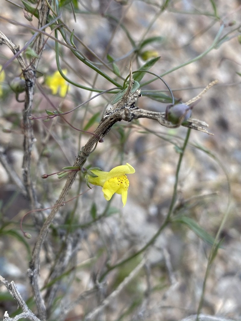 Yellow Twining Snapdragon photo 4