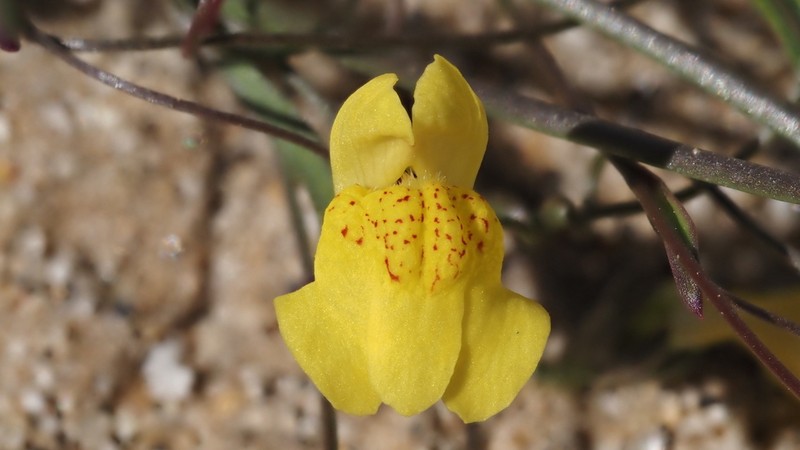 Yellow Twining Snapdragon photo 5