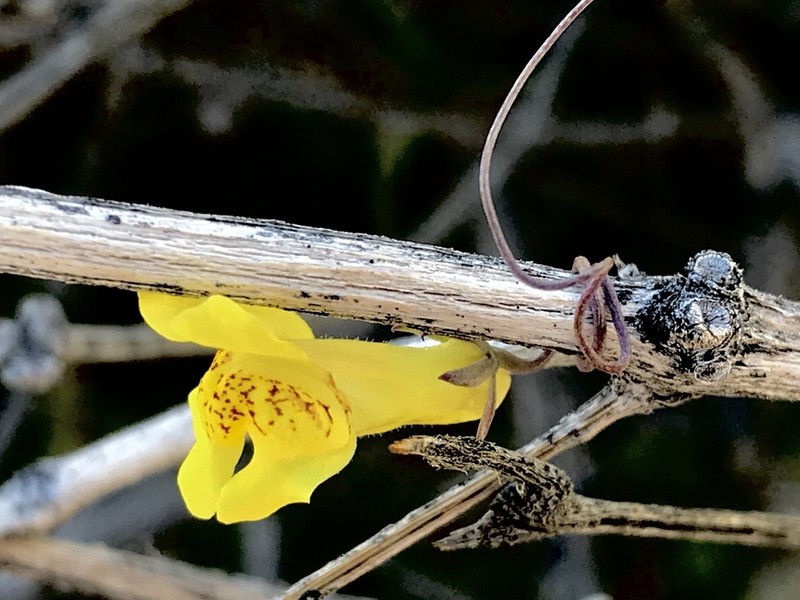 Yellow Twining Snapdragon photo 6