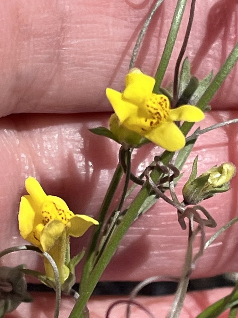 Yellow Twining Snapdragon photo 7