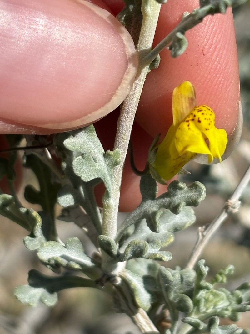 Yellow Twining Snapdragon photo 8