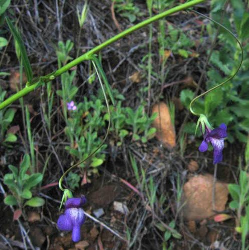 Kellogg Snapdragon photo 2