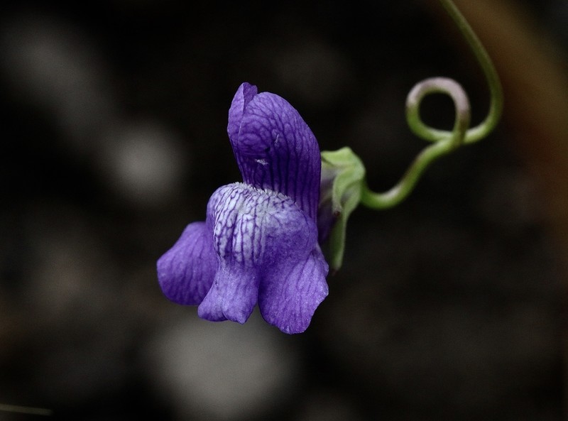 Kellogg Snapdragon