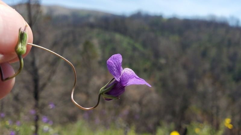 Kellogg Snapdragon photo 2