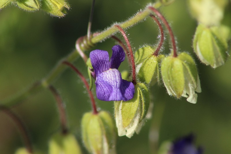 Kellogg Snapdragon photo 3