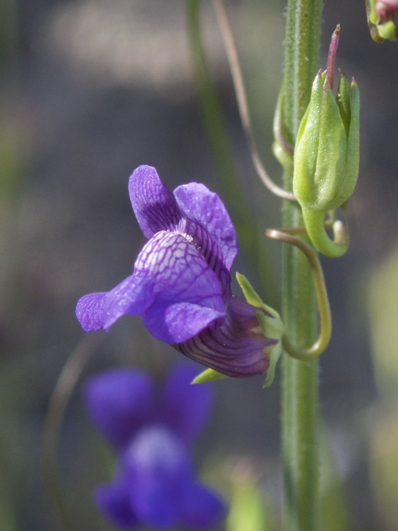 Kellogg Snapdragon photo 4