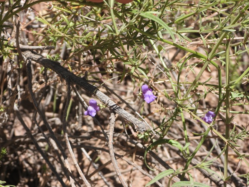 Kellogg Snapdragon photo 6