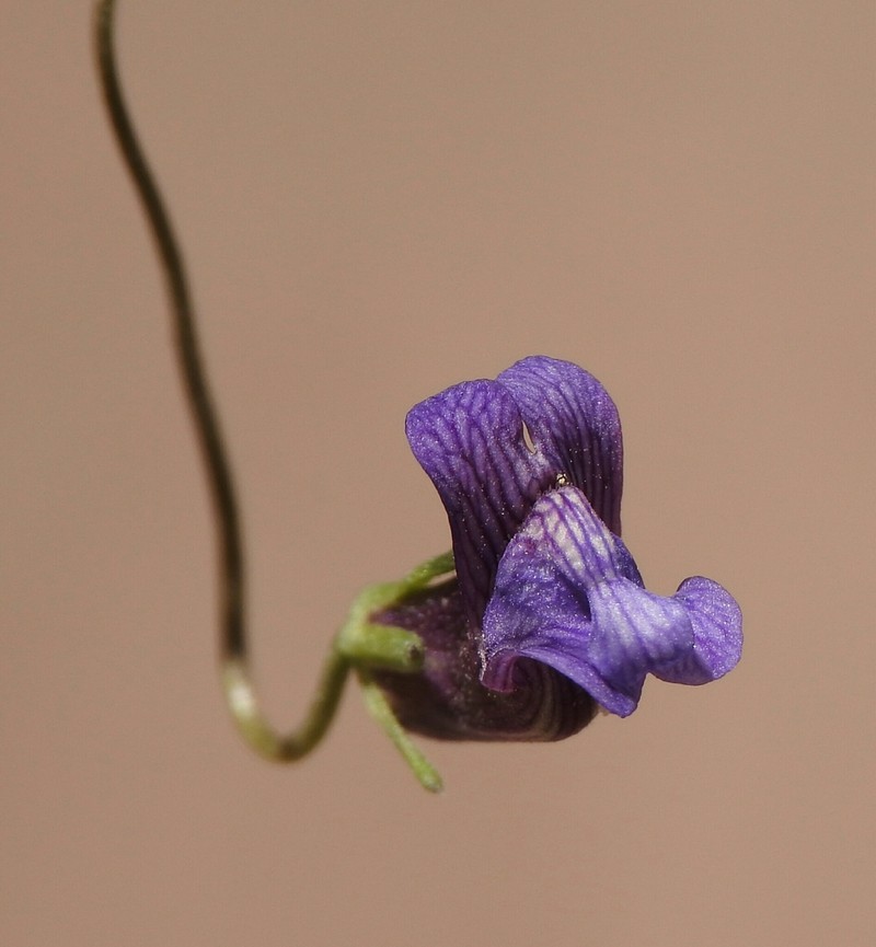 Kellogg Snapdragon photo 8