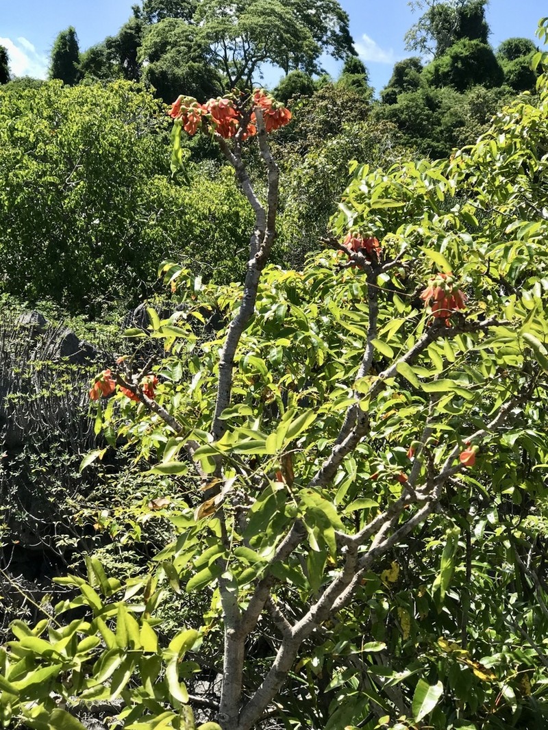 Neoharmsia baronii photo 2