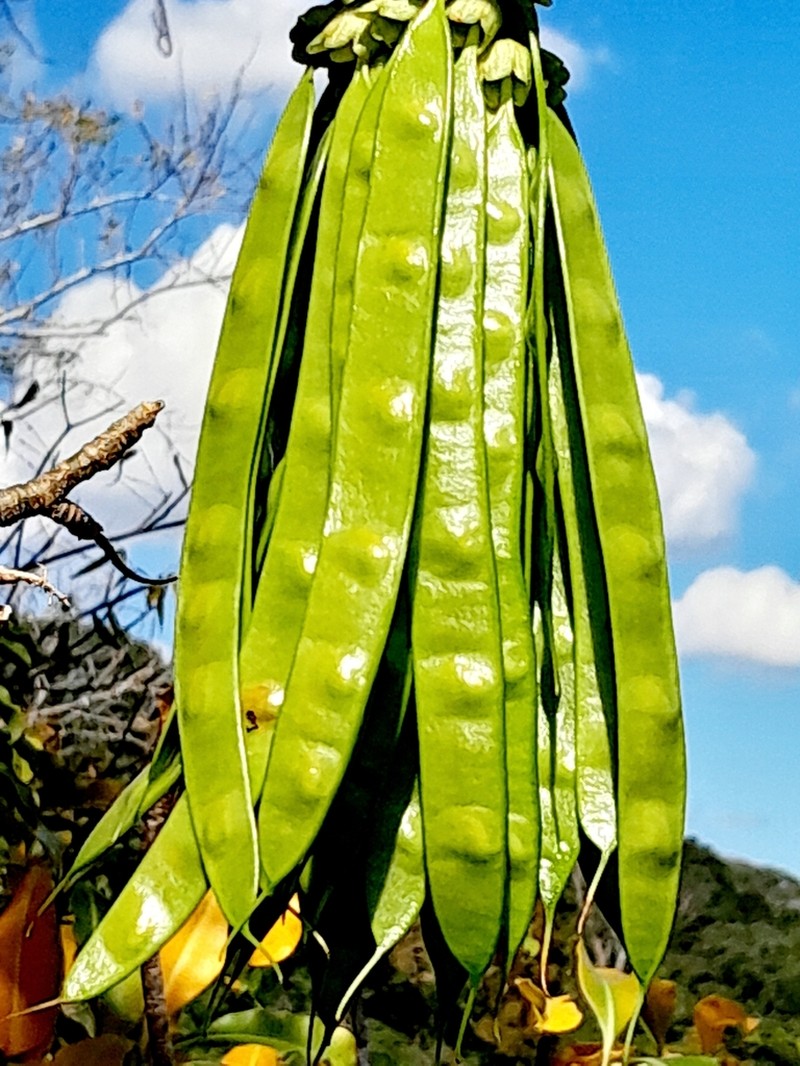 Neoharmsia baronii photo 3