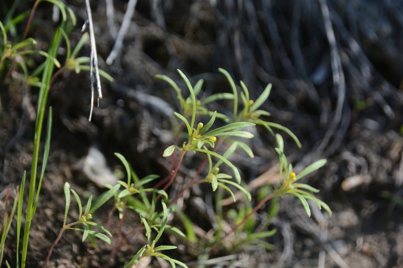 Blackfoot River Evening Primrose photo 2