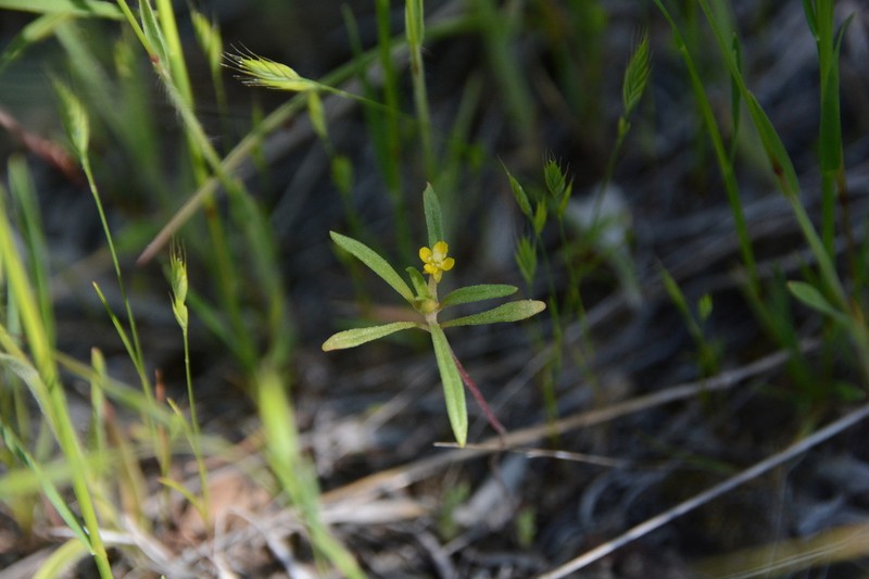 Blackfoot River Evening Primrose photo 3