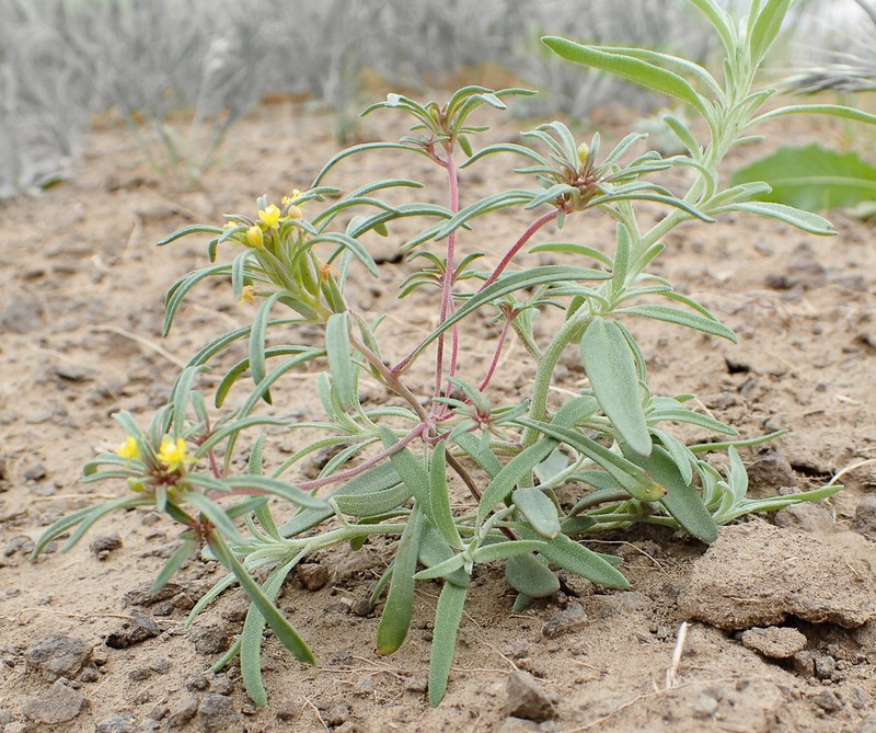 Blackfoot River Evening Primrose photo 4