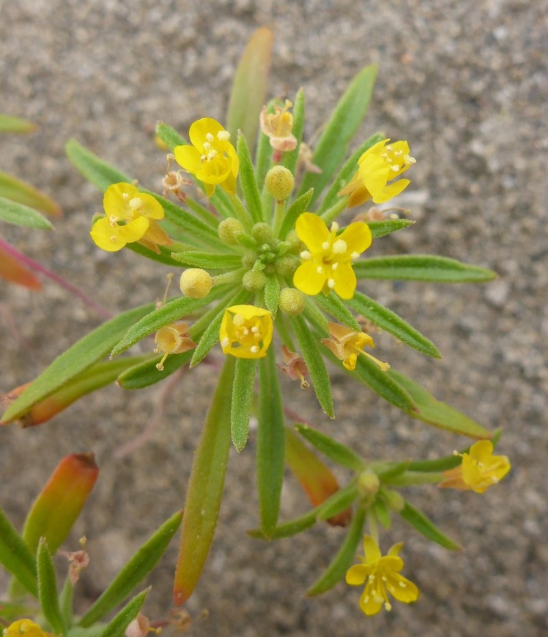 Blackfoot River Evening Primrose photo 5